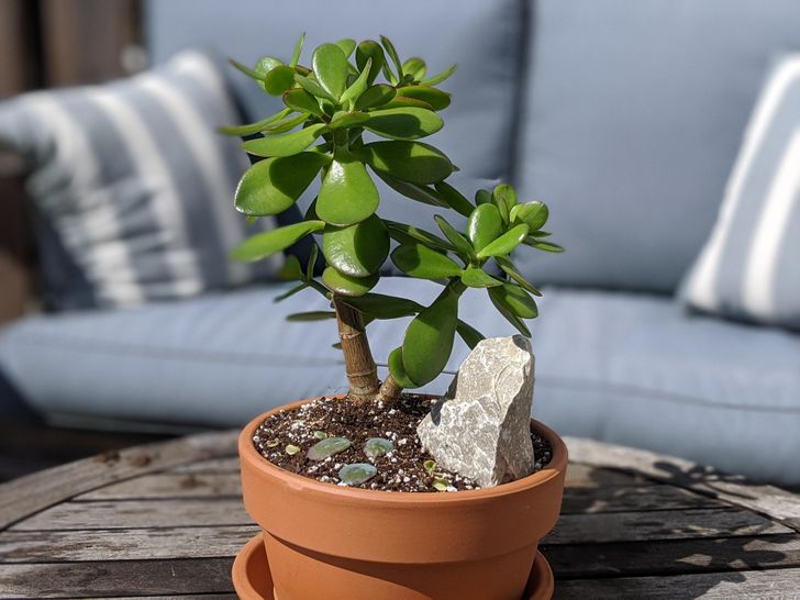 Plantas para sua casa de praia  HM Jardins - Floricultura e Jardinagem