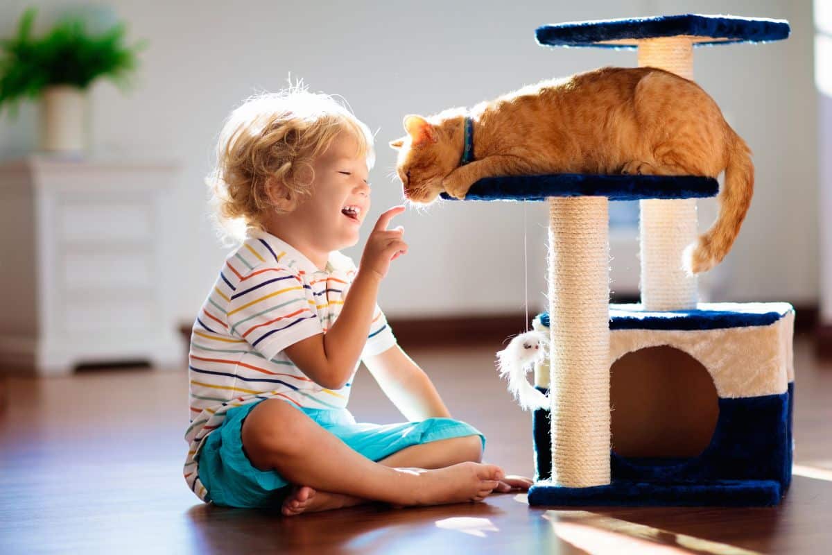 Quão Importante É O Jogo Para O Gato 🌿 Tudo Sobre Jardinagem E