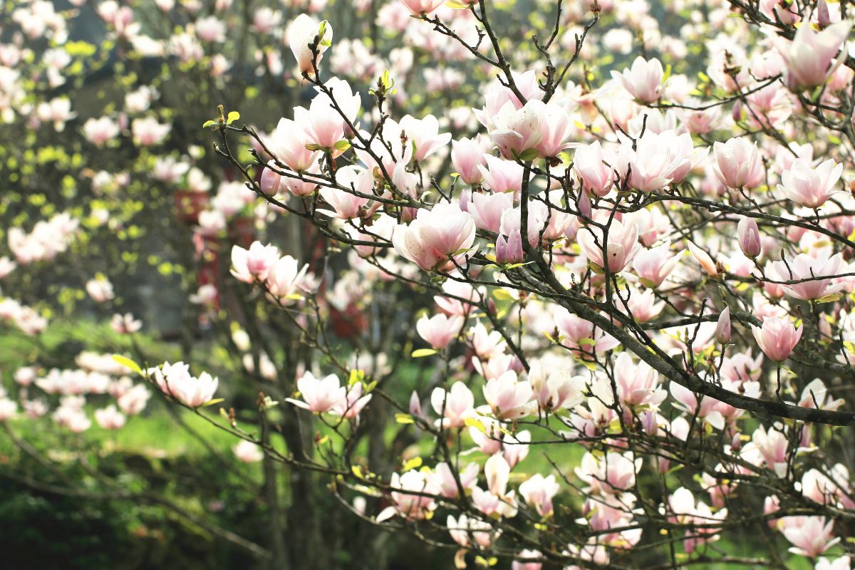 Árvore Magnolia: O Guia Completo para Esta Maravilha Natural