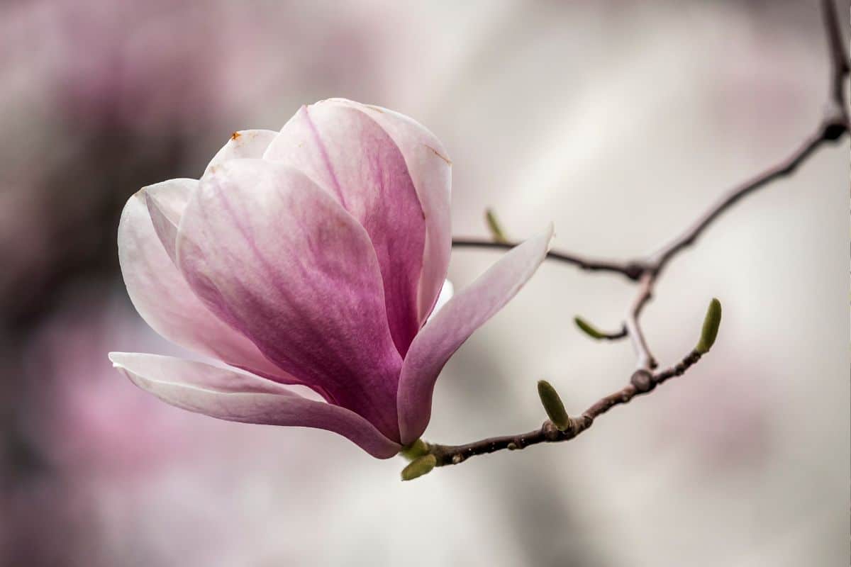 Árvore Magnolia: O Guia Completo para Esta Maravilha Natural