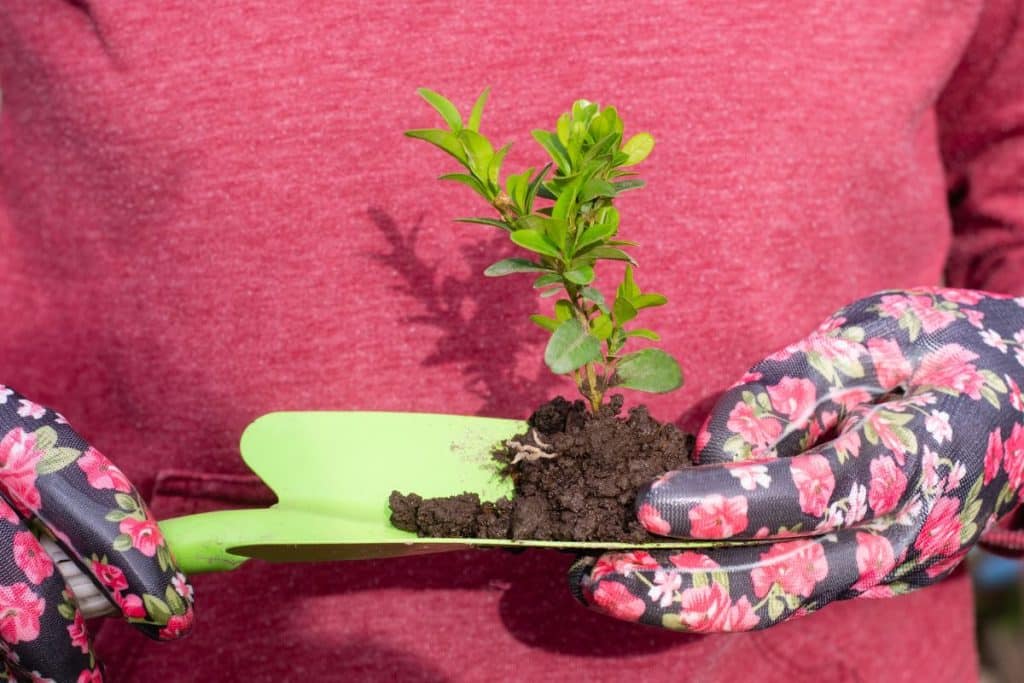 Buxinho: Como Cultivar E Modelar Esta Planta Versátil